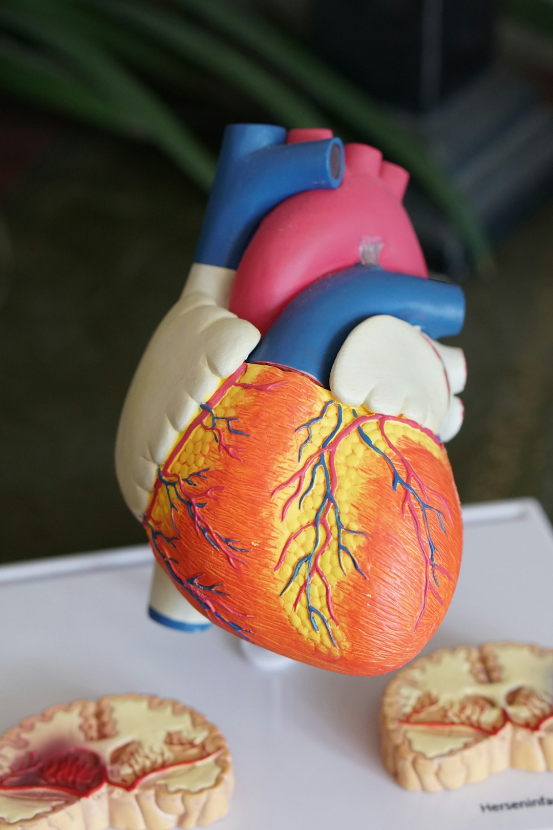 Heart model by Health Facts orange heart decor