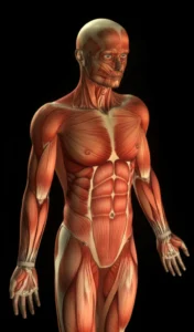 Featured image for 50 Weird Facts About the Human Body That Will Blow Your Mind 2025