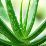 Featured image for Can Daily Aloe Vera Gel Prevent Skin Cancer 7 Facts You Need to Know 2025