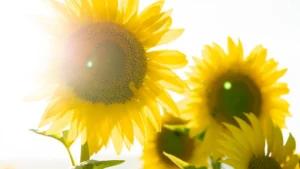 Featured image for Can Vitamin D Levels Affect Skin Cancer Risk 7 Natural Boosters 2025