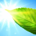 Featured image for 10 Surprising Sun Exposure Vitamin D Benefits You Need 2025