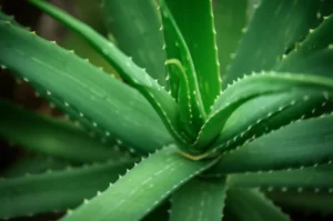 Featured image for 12 Natural Ingredients for Skin Cancer Prevention You Need in 2026