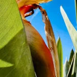 Featured image for 25 Plant-Based Sunscreens for Daily Use Youll Love in 2026